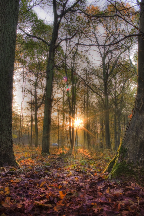 Forest Sunrise